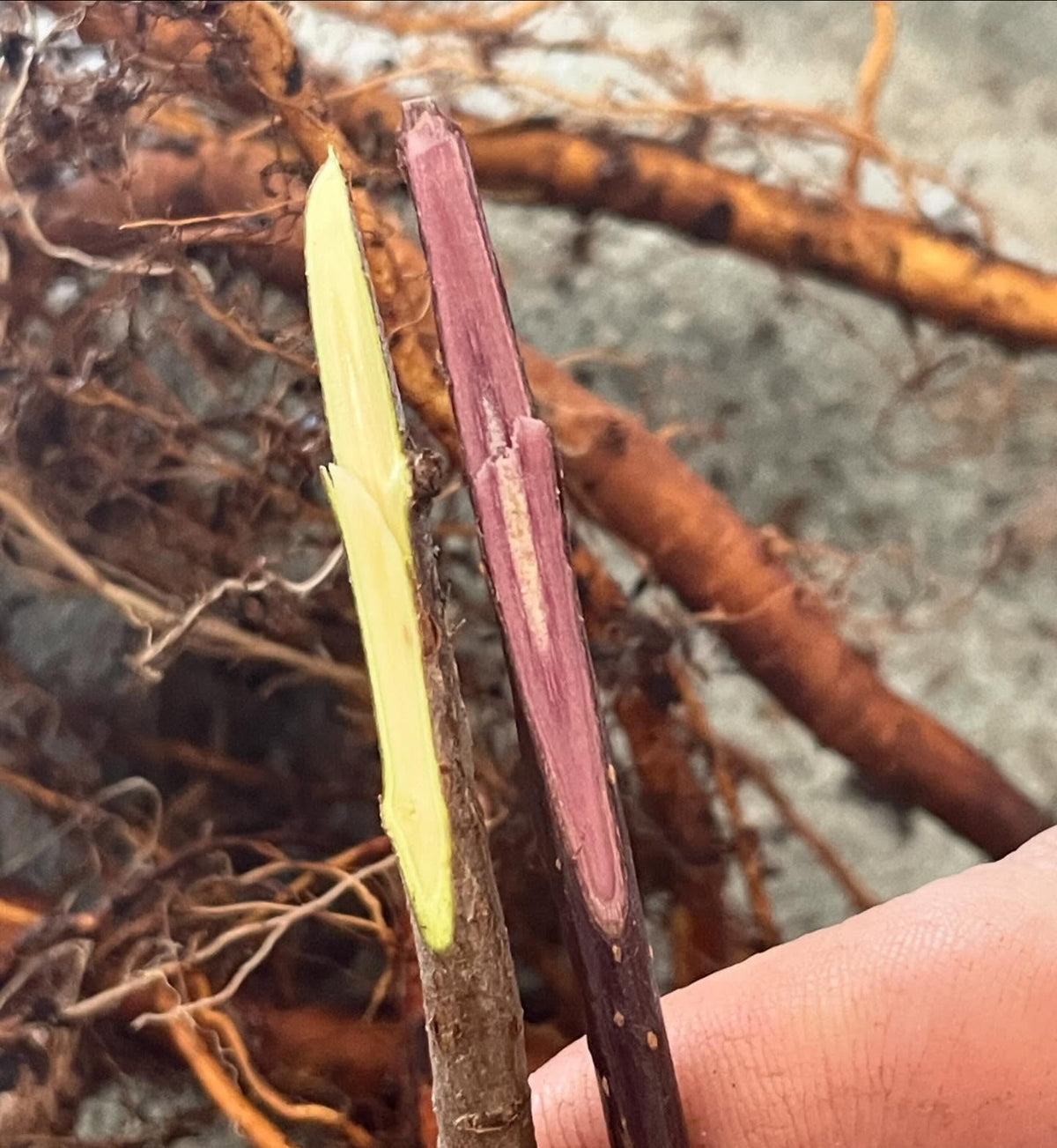 royalty crabapple (red) next to our rootstocks