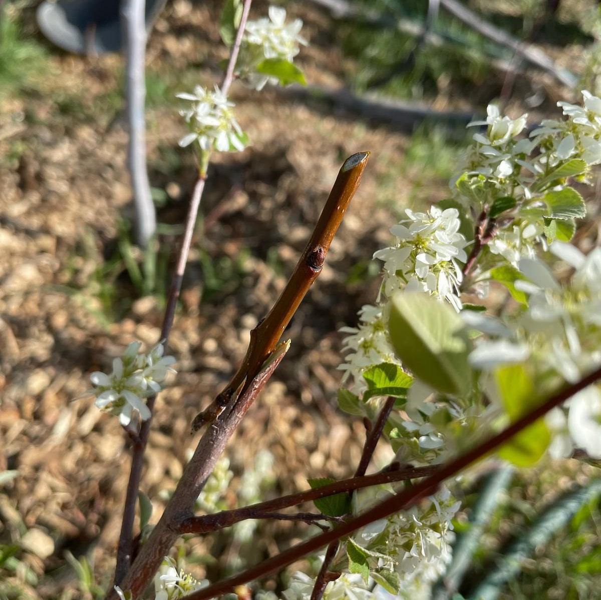 Russian pear grafted into wild Saskatoon #grafting #backyardnursery #fruittreenursery #orchard #backyardorchard, image 1 of 3