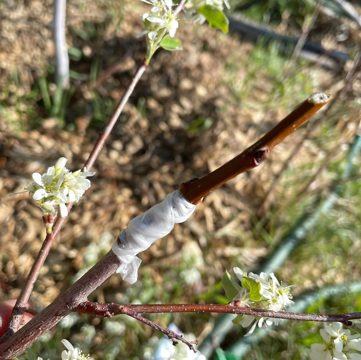 Russian pear grafted into wild Saskatoon #grafting #backyardnursery #fruittreenursery #orchard #backyardorchard, image 2 of 3