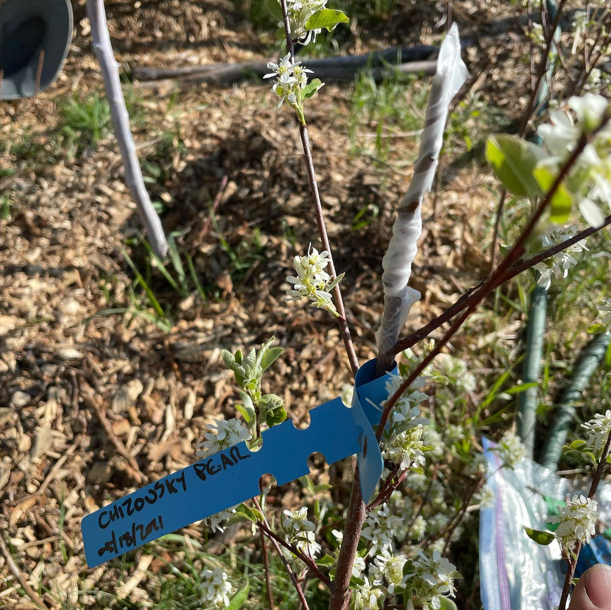 Russian pear grafted into wild Saskatoon #grafting #backyardnursery #fruittreenursery #orchard #backyardorchard, image 3 of 3