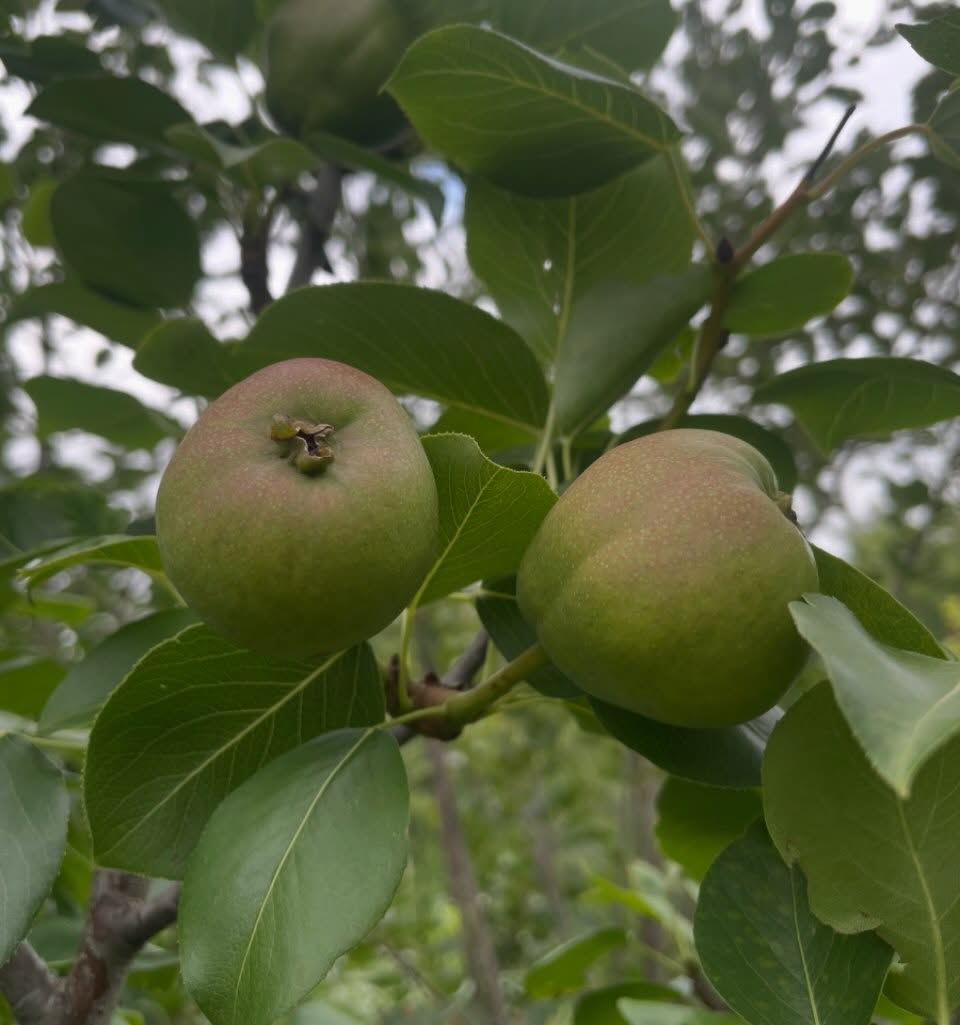 russian pear sizing up on these saskatoon grafts from 2022