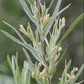 Saule des sables (Salix exigua) - Boutures de feuillus