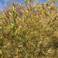 Saule des sables (Salix exigua) - Boutures de feuillus