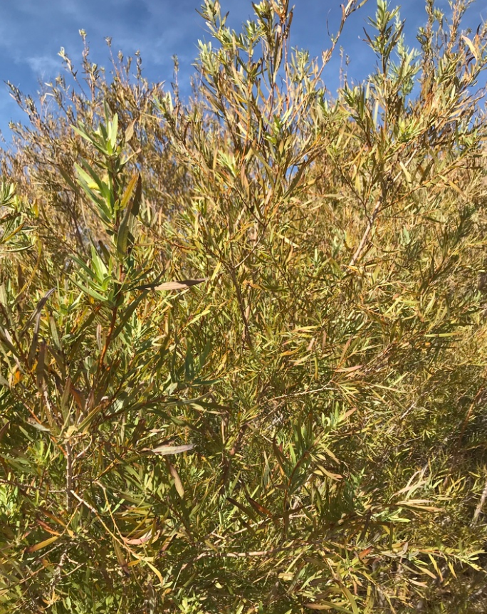 Saule des sables (Salix exigua) - Boutures de feuillus