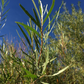 Saule des sables (Salix exigua) - Boutures de feuillus