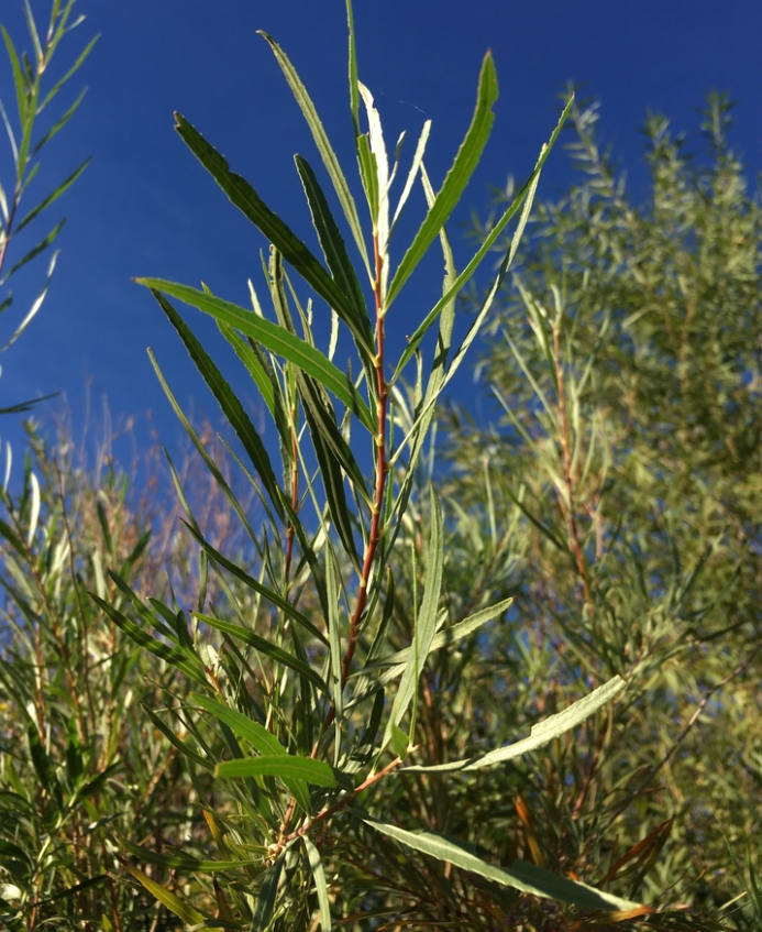 Saule des sables (Salix exigua) - Boutures de feuillus