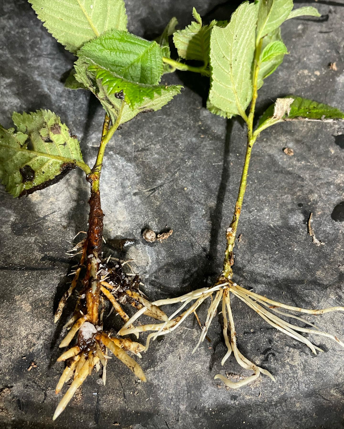 same plant different rooting hormone, image 1 of 2