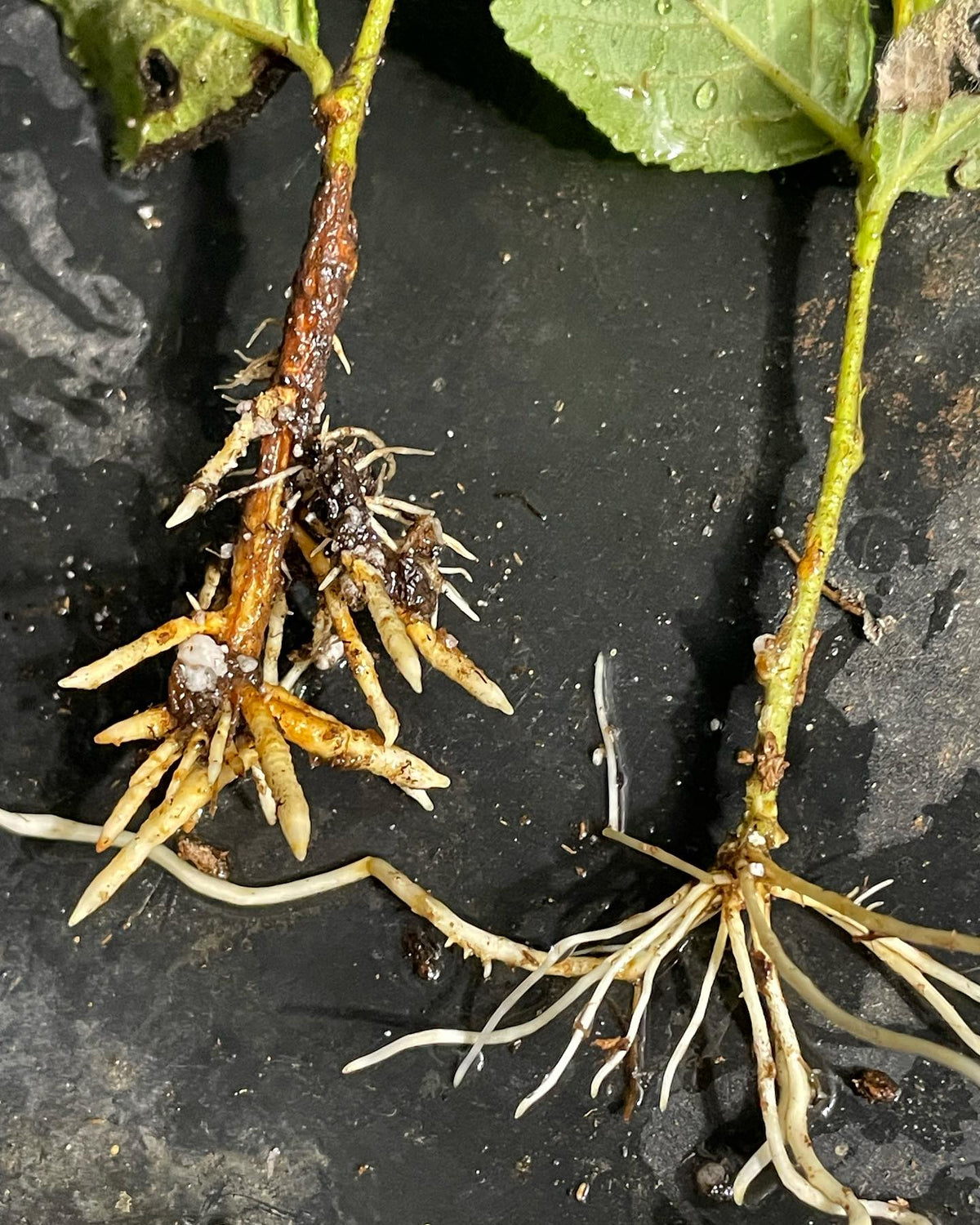 same plant different rooting hormone, image 2 of 2