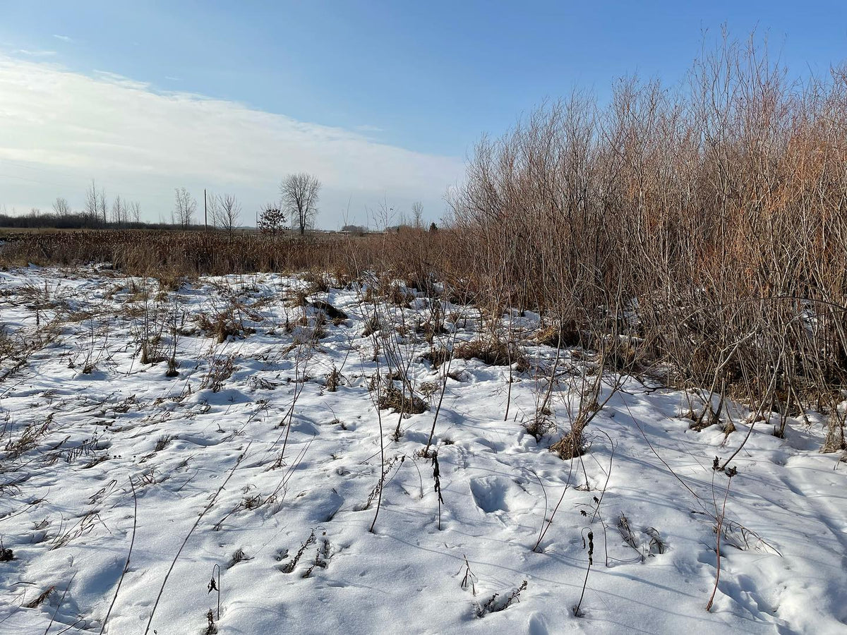 sandbar willow are a small species that spreads and grow in clumps, image 1 of 2
