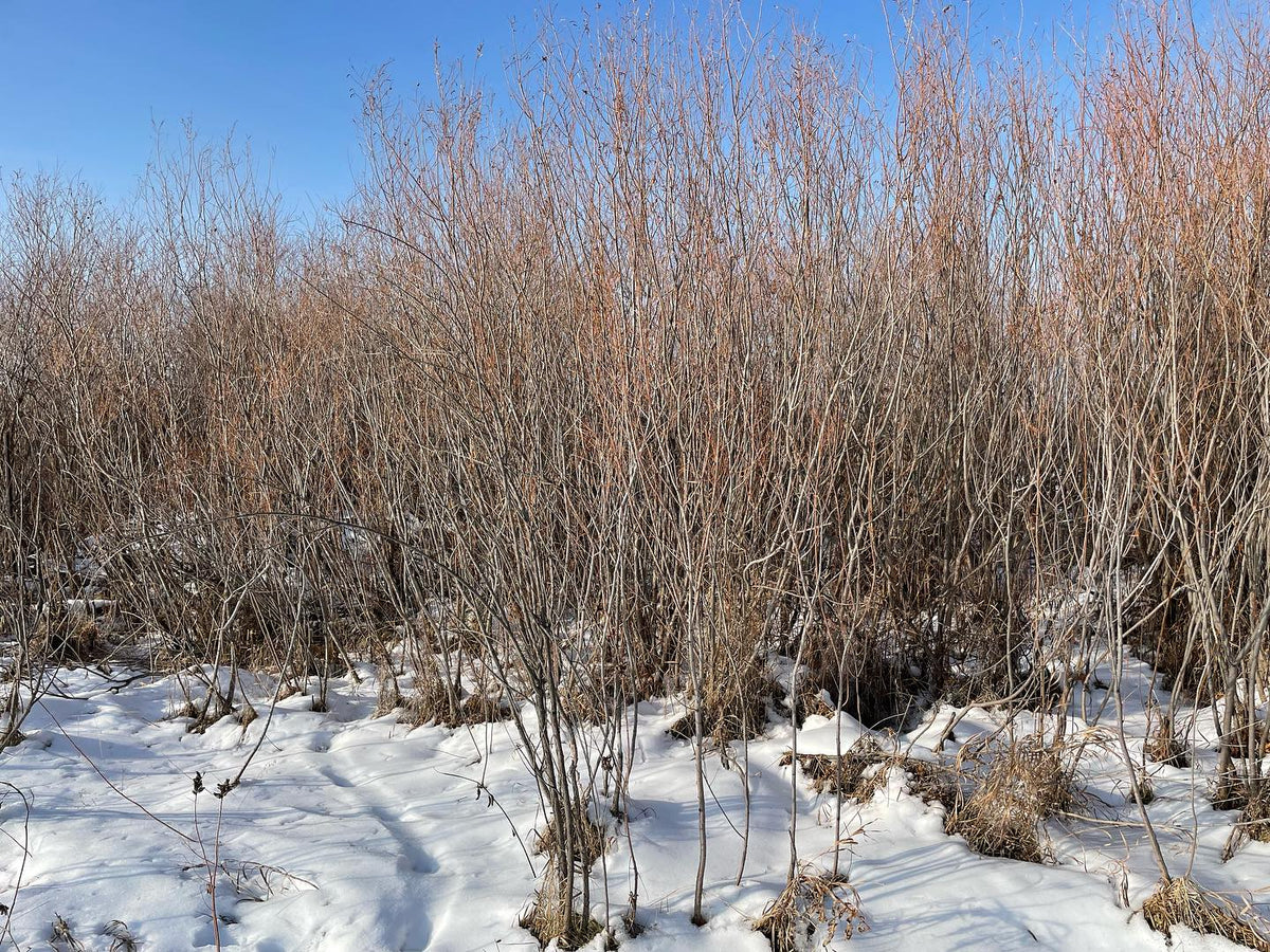 sandbar willow are a small species that spreads and grow in clumps, image 2 of 2