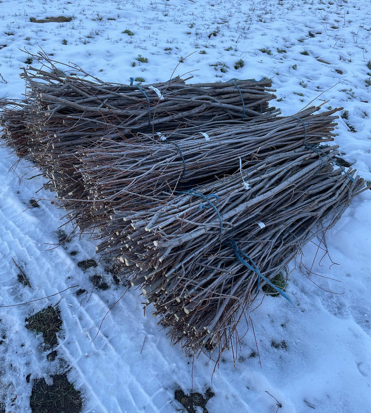 sandbar willow hardwood cuttings for a local riparian project with a landscaper, 48” poles, image 1 of 3
