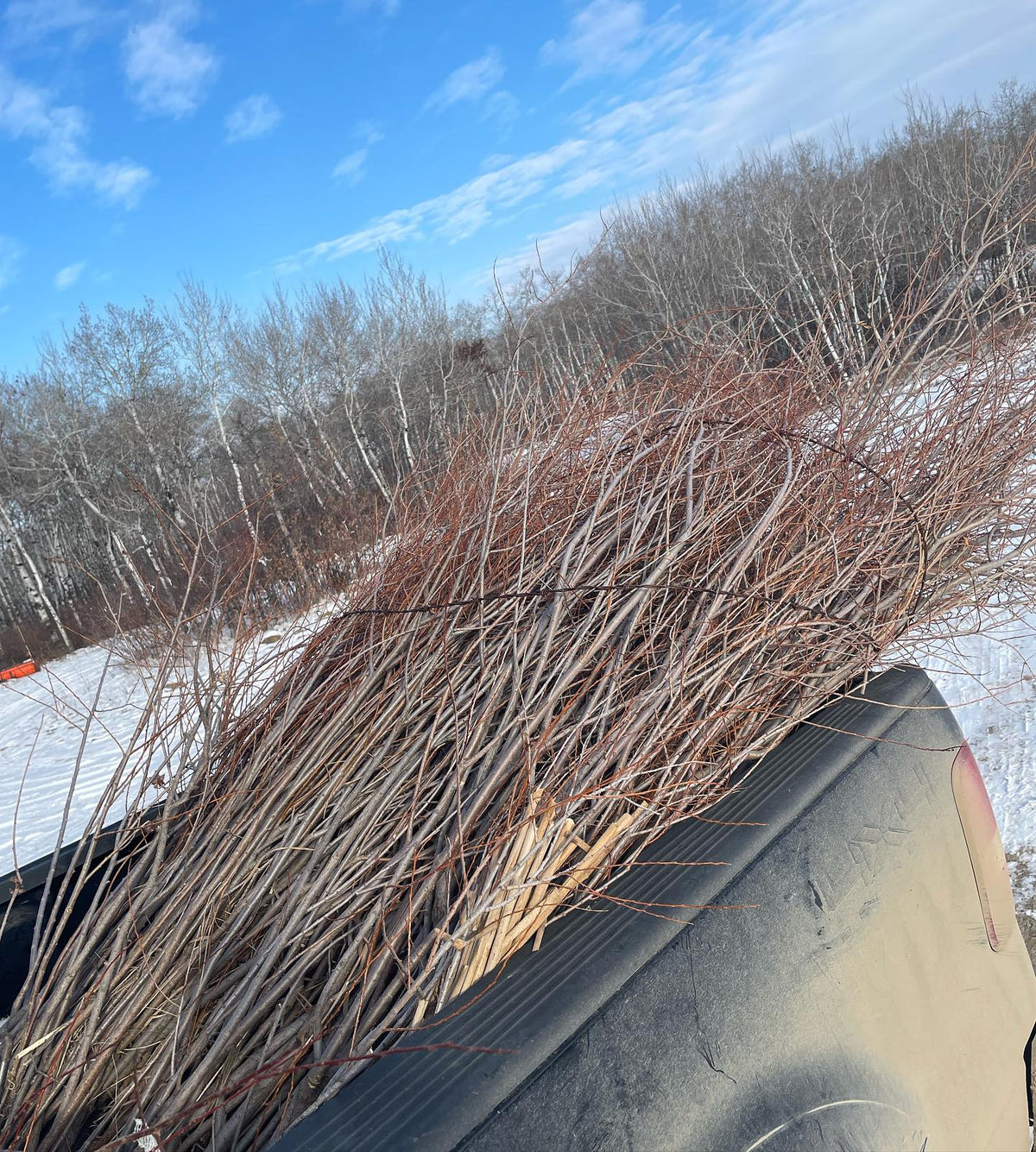 sandbar willow hardwood cuttings for a local riparian project with a landscaper, 48” poles, image 3 of 3