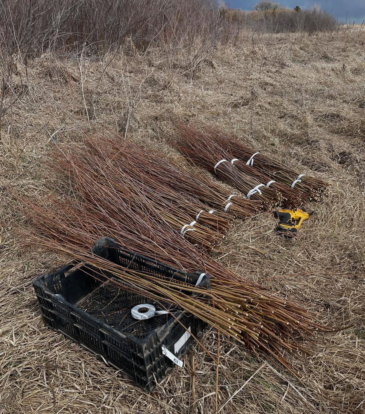 sandbar willow, I went out and cut some bundles for a local landscaper yesterday, they need them for a restoration, image 1 of 3