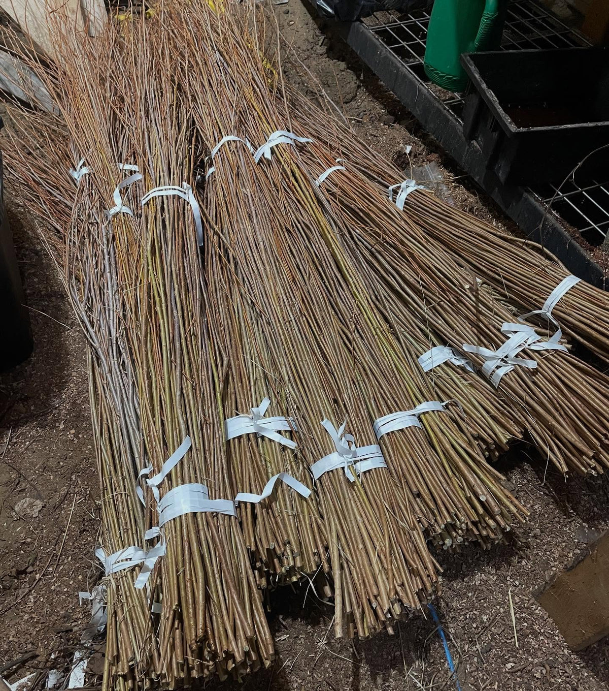 sandbar willow, I went out and cut some bundles for a local landscaper yesterday, they need them for a restoration, image 3 of 3