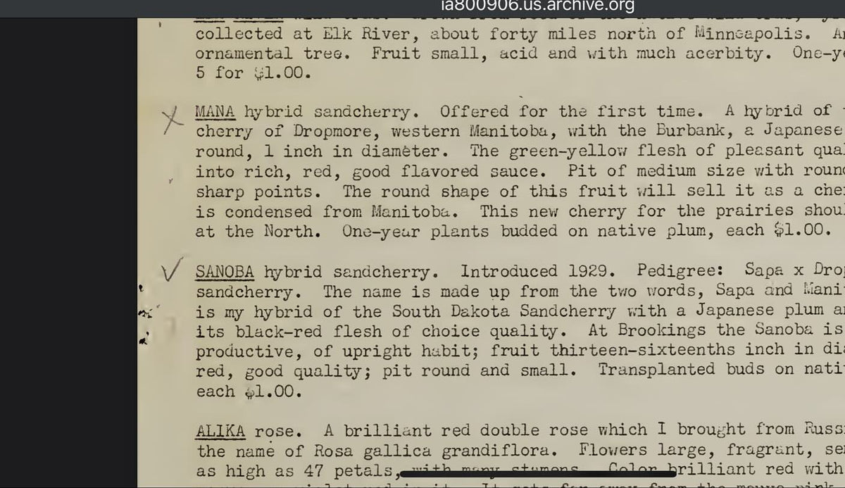 Sanoba and Mana, a couple of cool hybrid sandcherries lost to time from this 1930s SD bulletin, image 1 of 2
