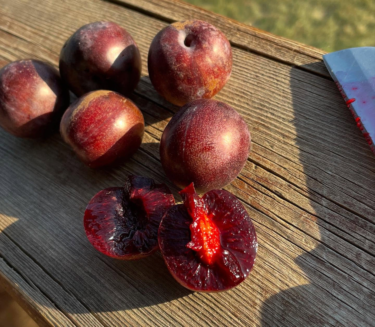 sapa cherry plum, image 1 of 4
