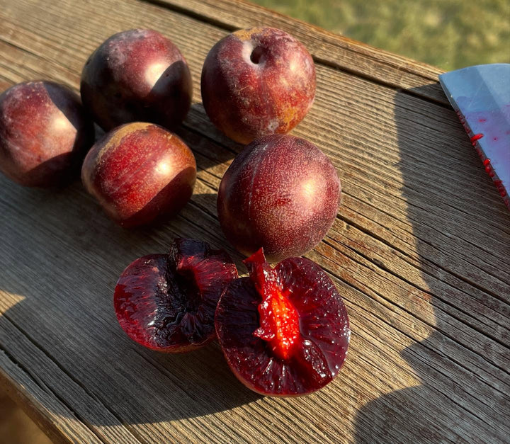 sapa cherry plum, image 1 of 4