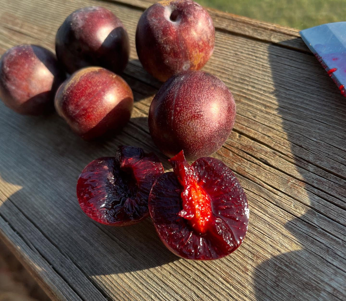 sapa cherry plum, image 4 of 4