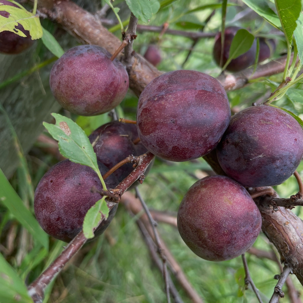 Sapa cherry plum on an old spreading bush, photograph 1 of 7