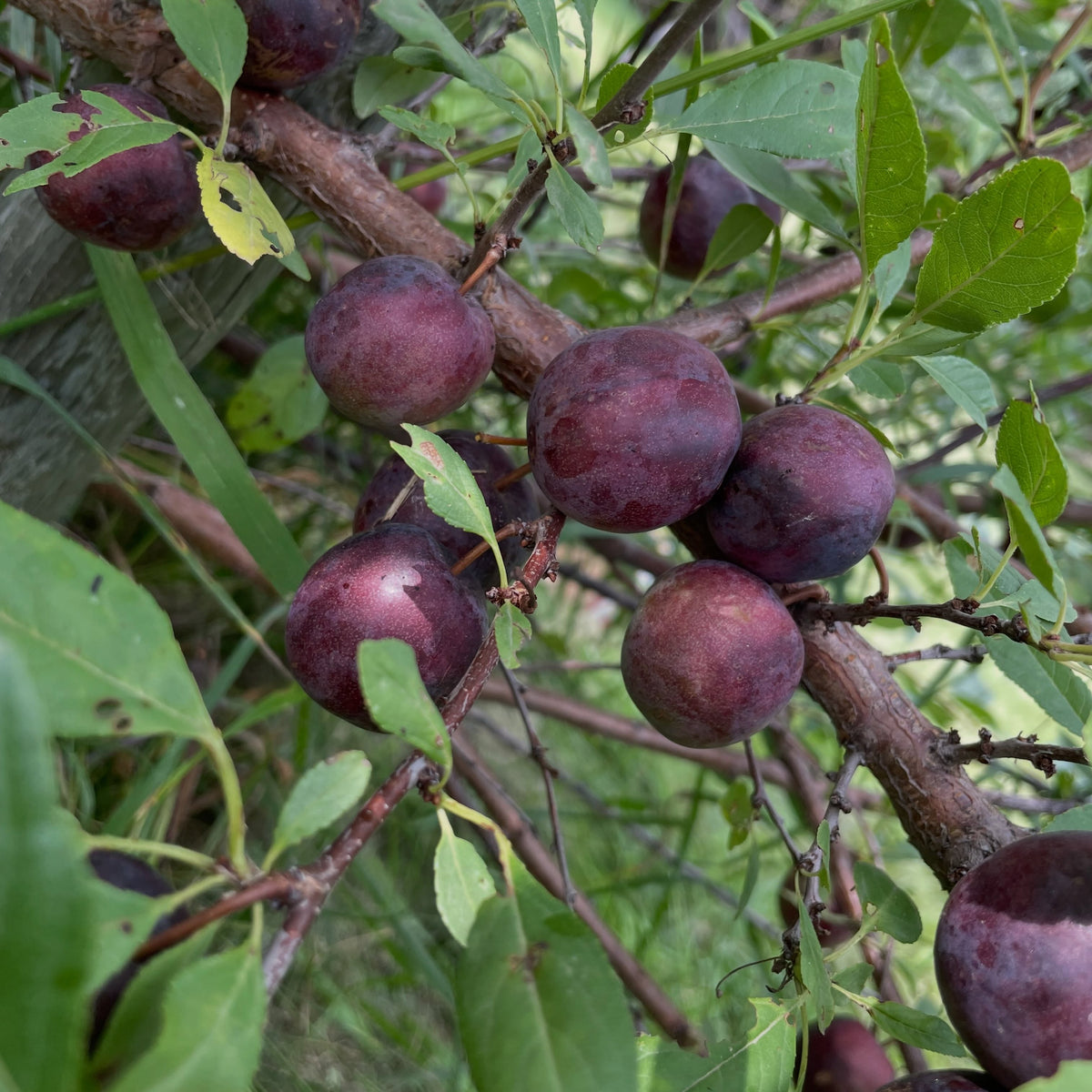 Sapa cherry plum on an old spreading bush, photograph 2 of 7