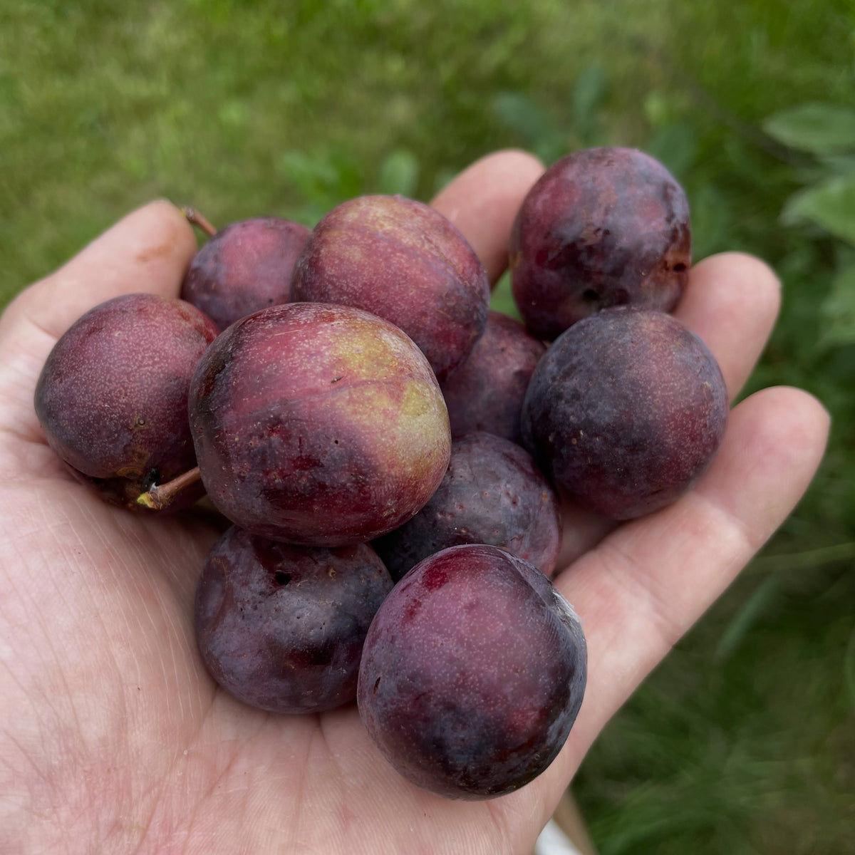Sapa cherry plum on an old spreading bush, photograph 3 of 7