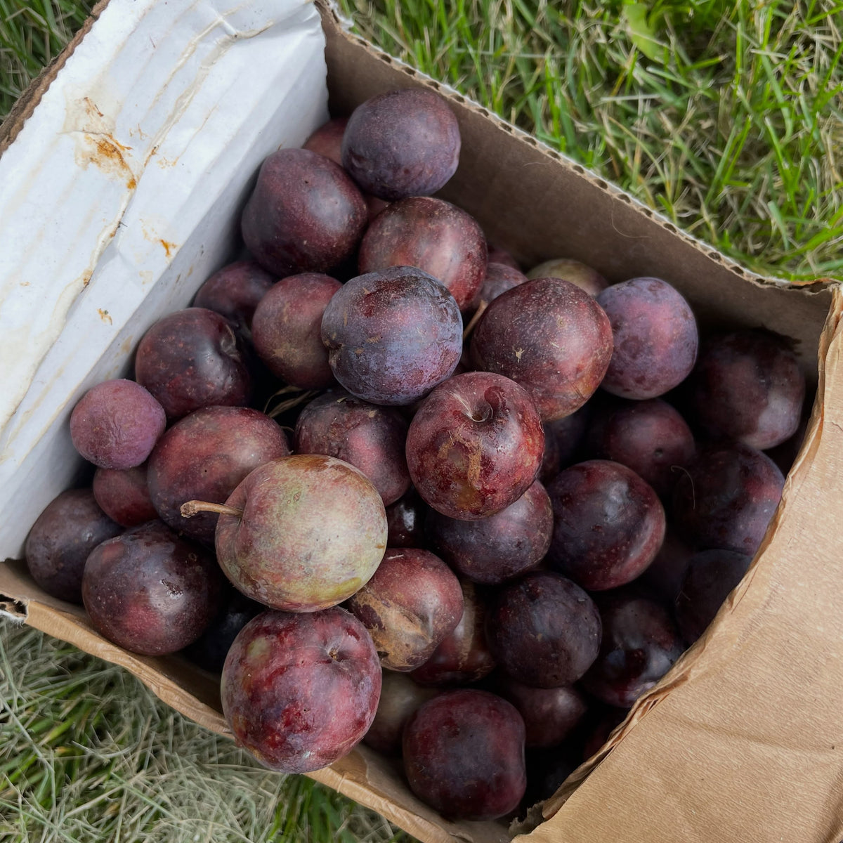 Sapa cherry plum on an old spreading bush, photograph 4 of 7