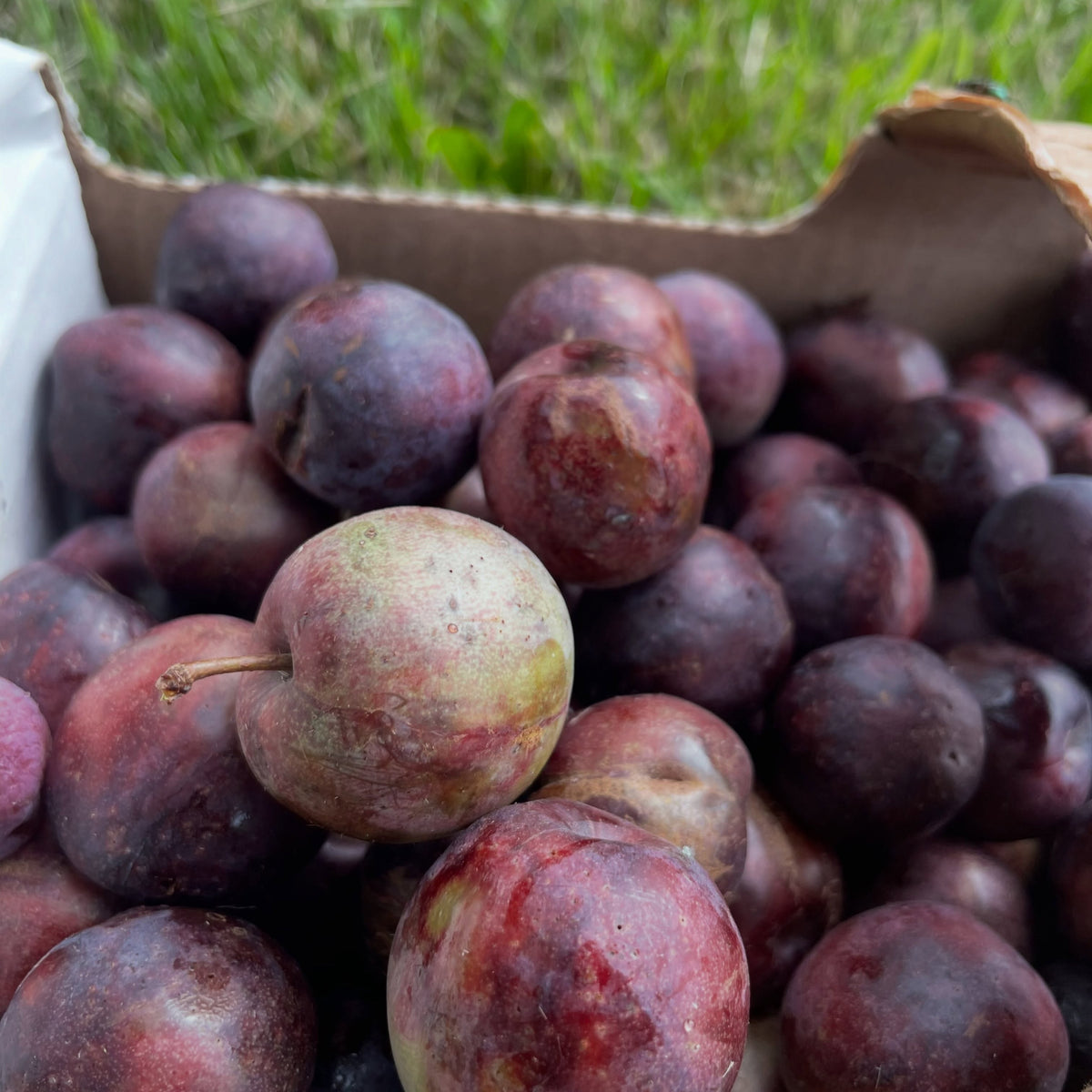 Sapa cherry plum on an old spreading bush, photograph 5 of 7