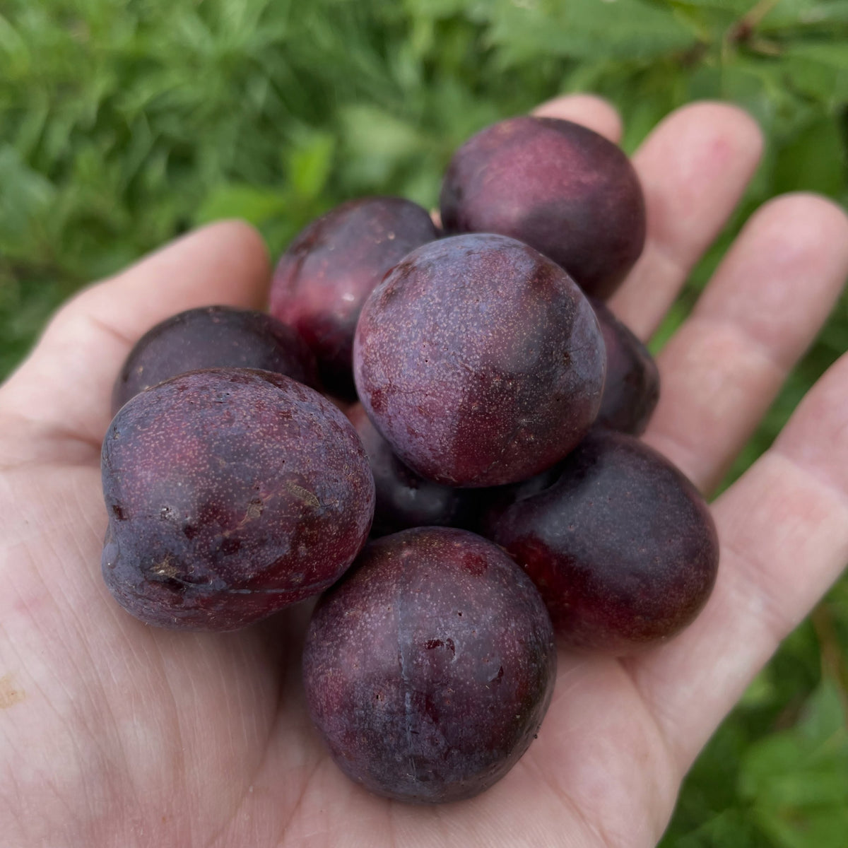 Sapa cherry plum on an old spreading bush, photograph 6 of 7