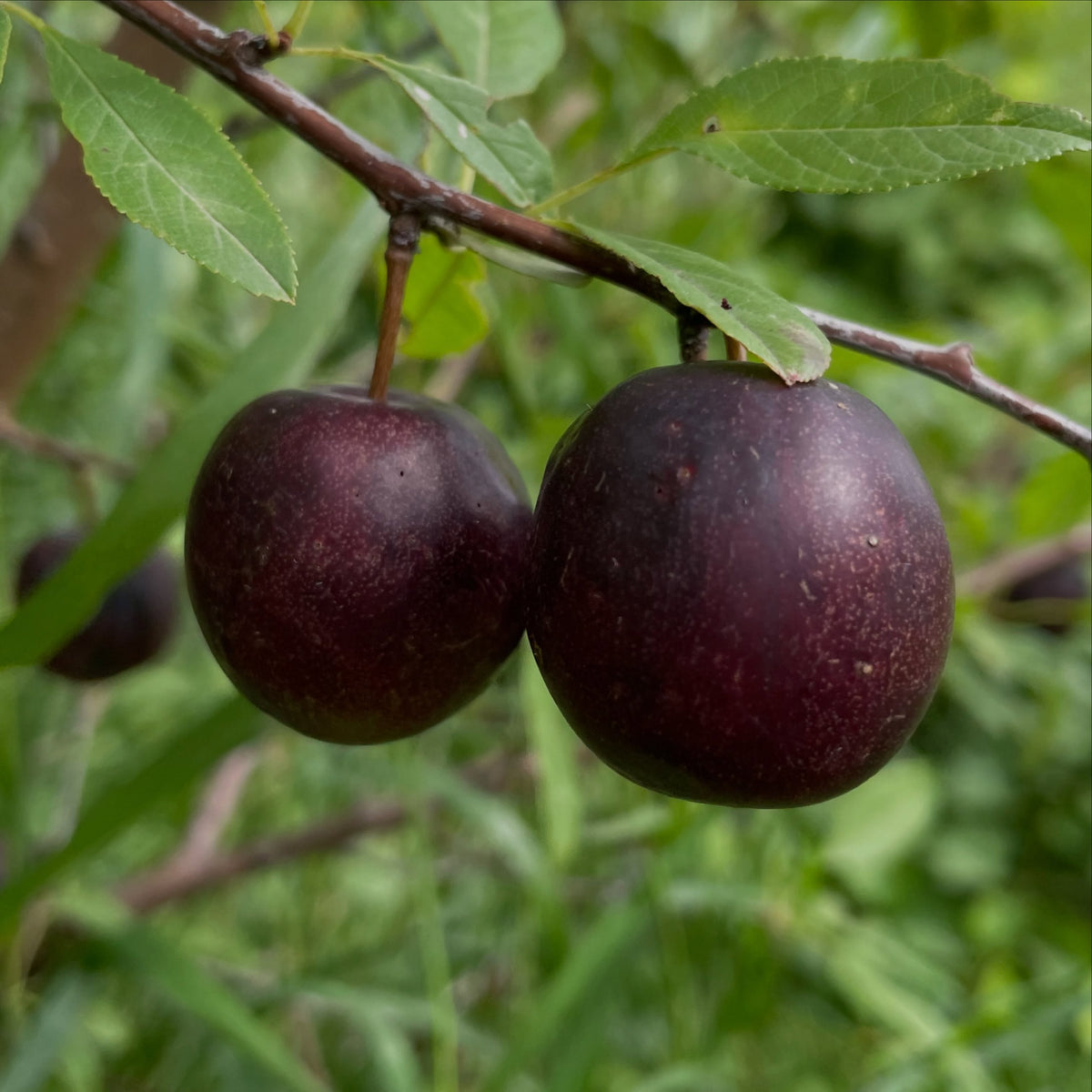 Sapa cherry plum on an old spreading bush, photograph 7 of 7