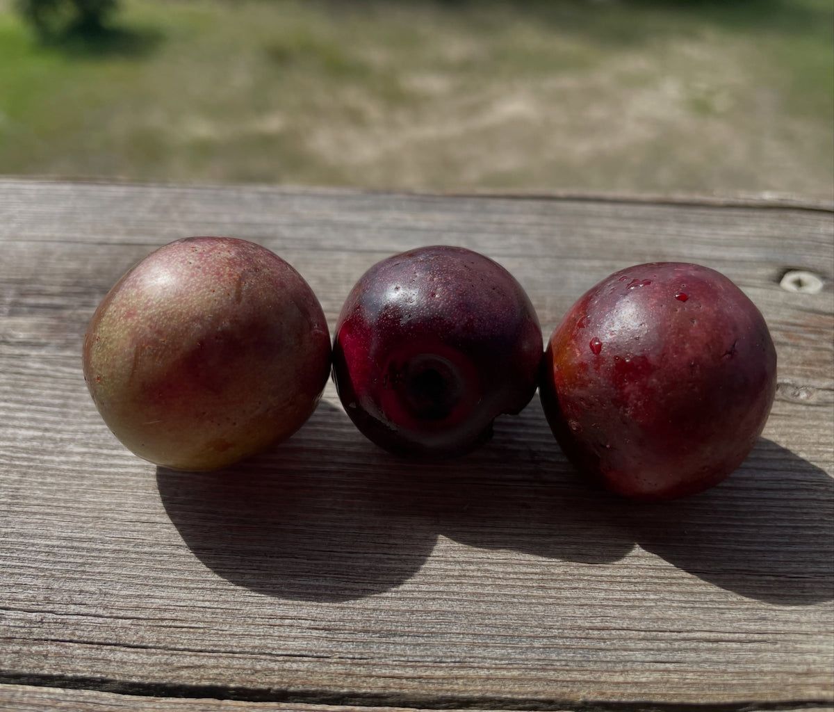 Sapa plums compared with wild plums, photograph 1 of 2