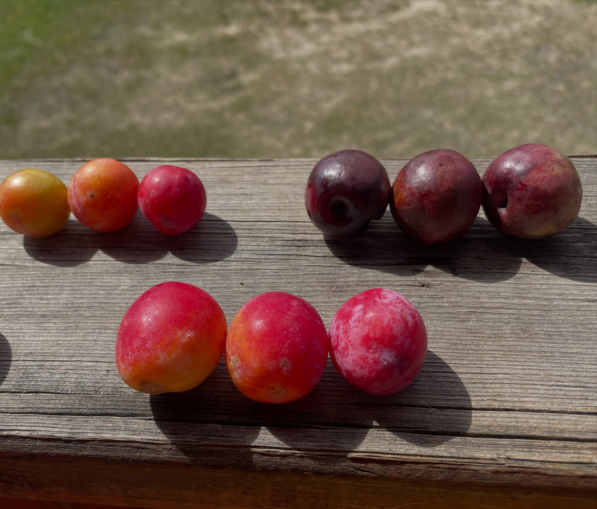 Sapa plums compared with wild plums, photograph 2 of 2