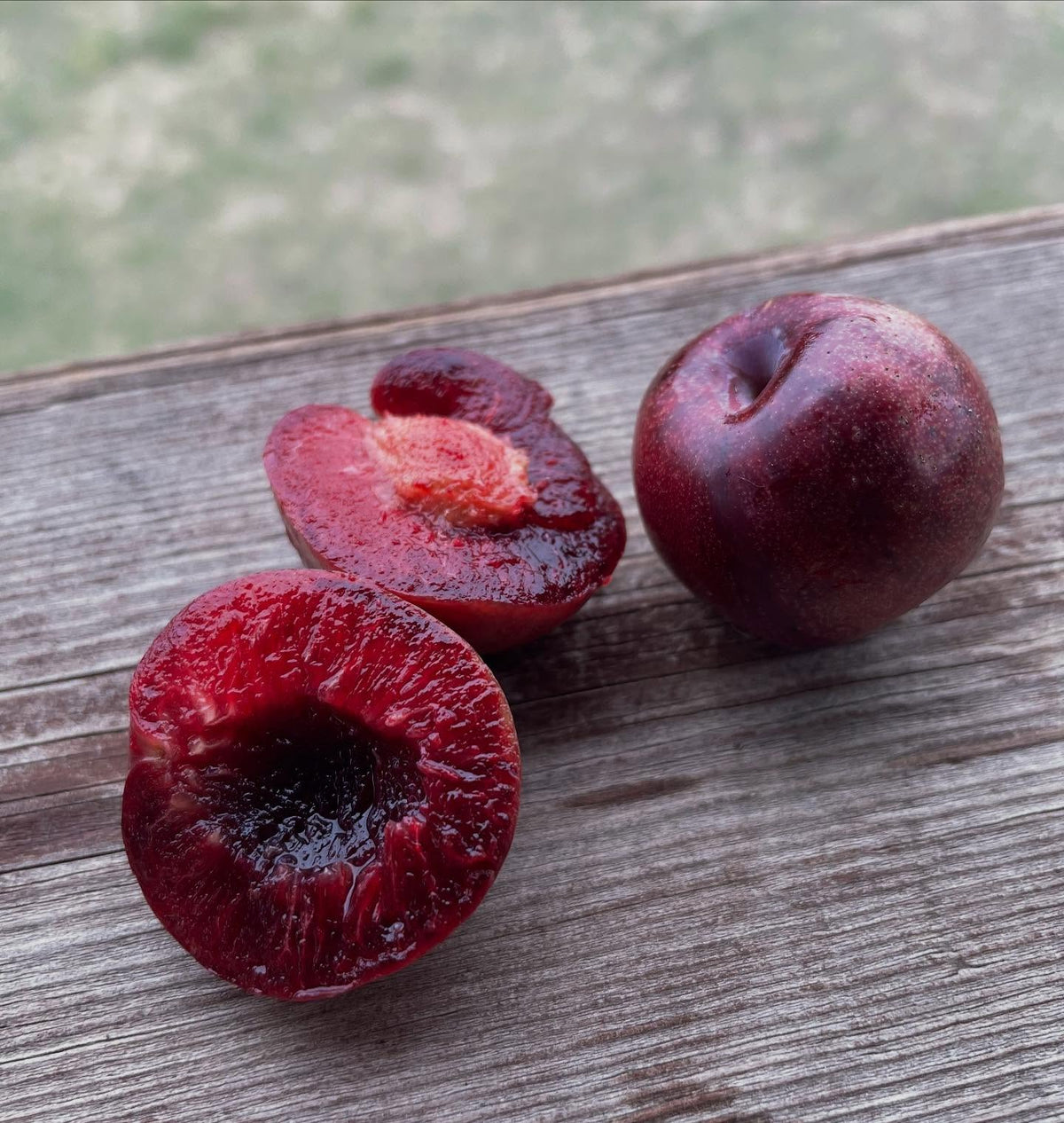 sapalta cherry plum, image 1 of 5