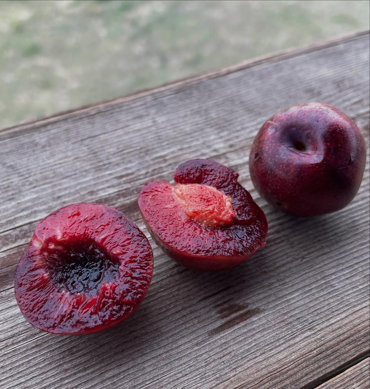 sapalta cherry plum, image 2 of 5