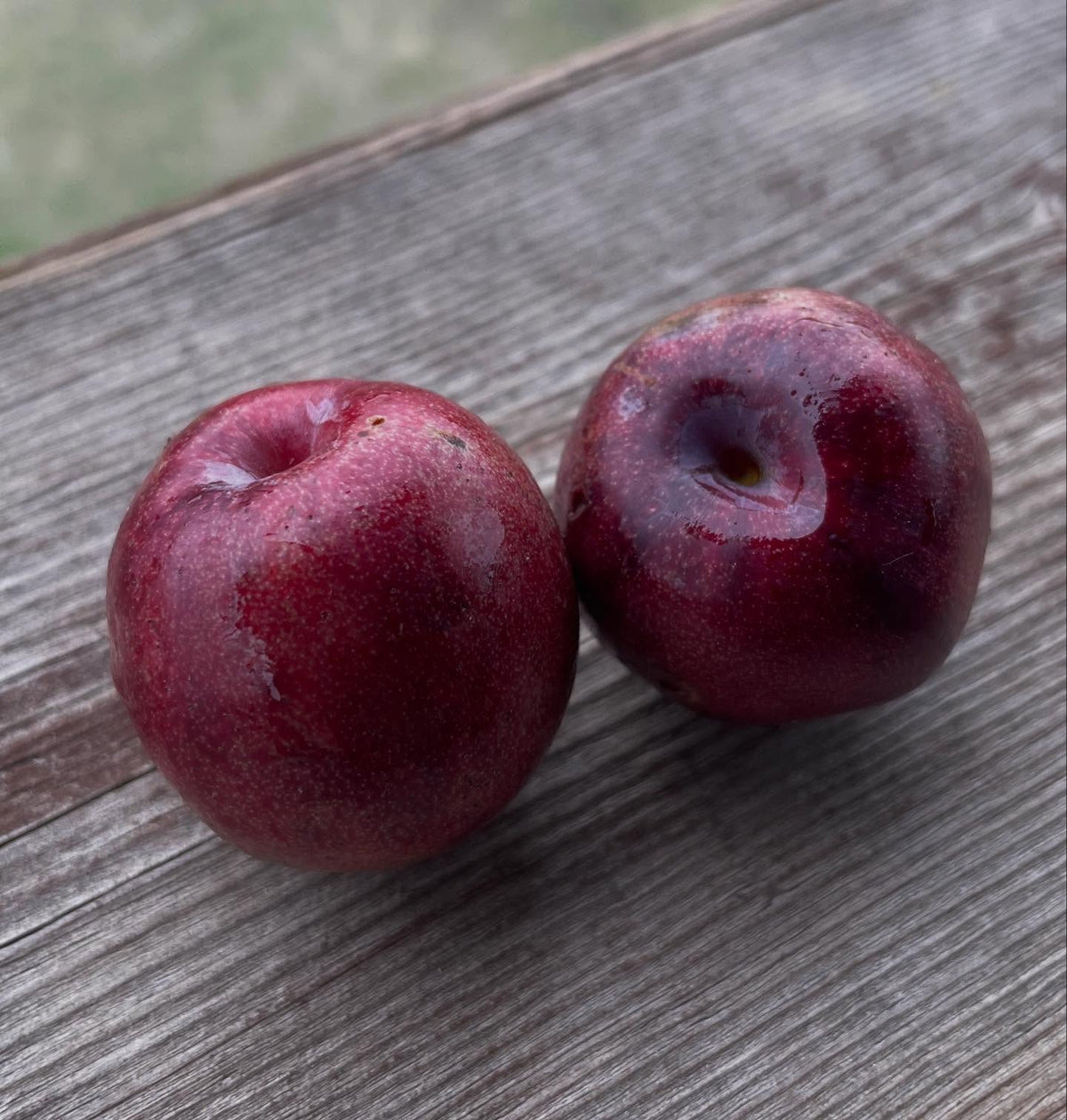 sapalta cherry plum, image 3 of 5