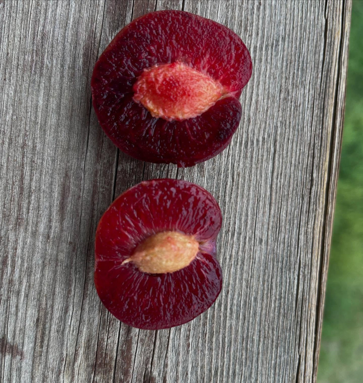 sapalta cherry plum, image 5 of 5