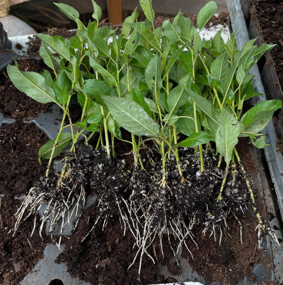 sapalta cherry plums, 4 weeks under mist with some bottom heat, medium strength rooting hormone