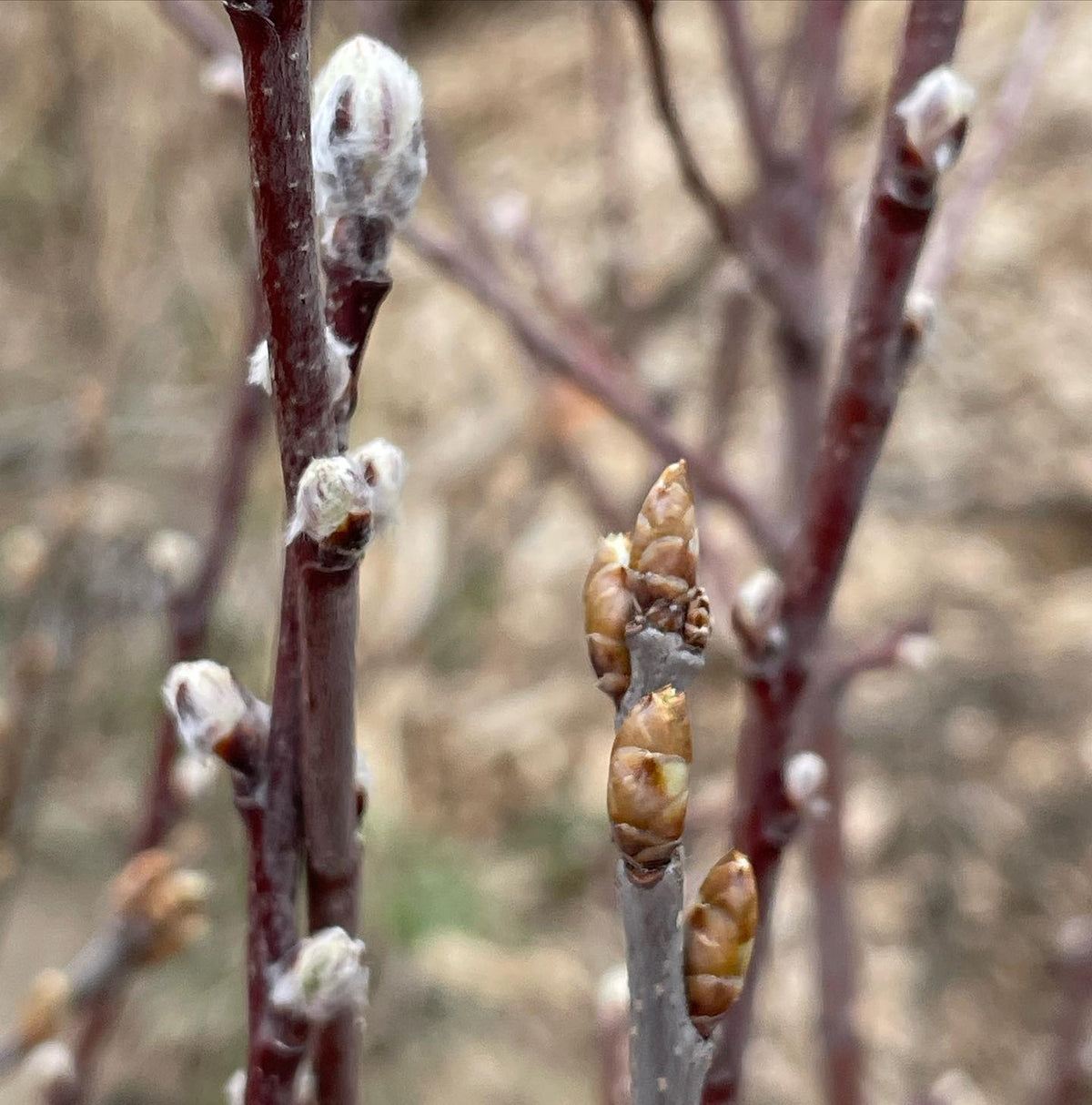 Saskatoon vs choke cherry