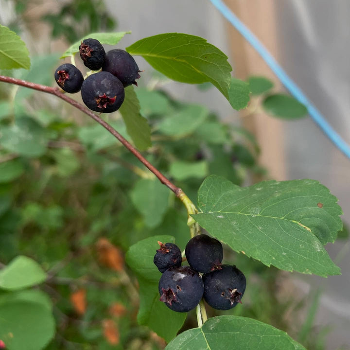 saskatoons are in season, Amelanchier alnifolia, image 1 of 3