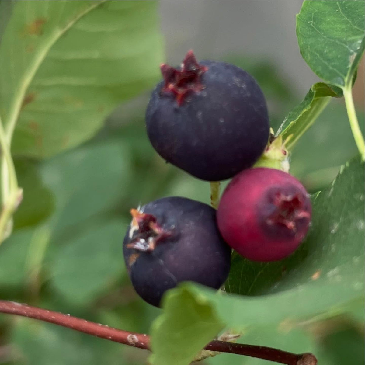 saskatoons are in season, Amelanchier alnifolia, image 2 of 3