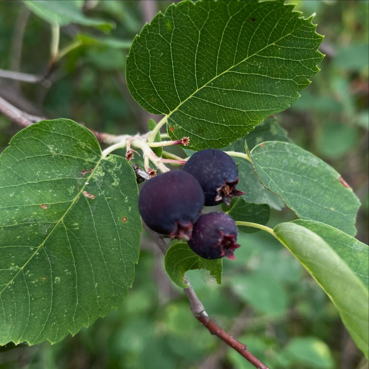 saskatoons are in season, Amelanchier alnifolia, image 3 of 3