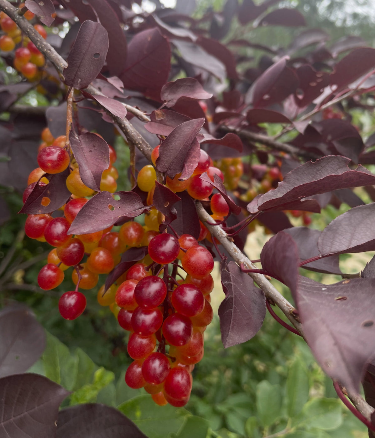 Schubert chokecherry fruit and foliage, image 1 of 2