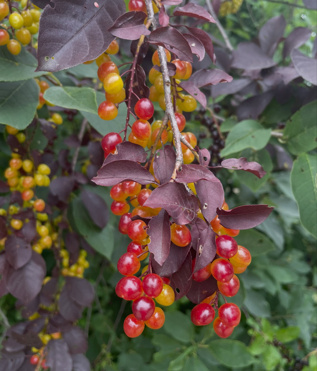 Schubert chokecherry fruit and foliage, image 2 of 2