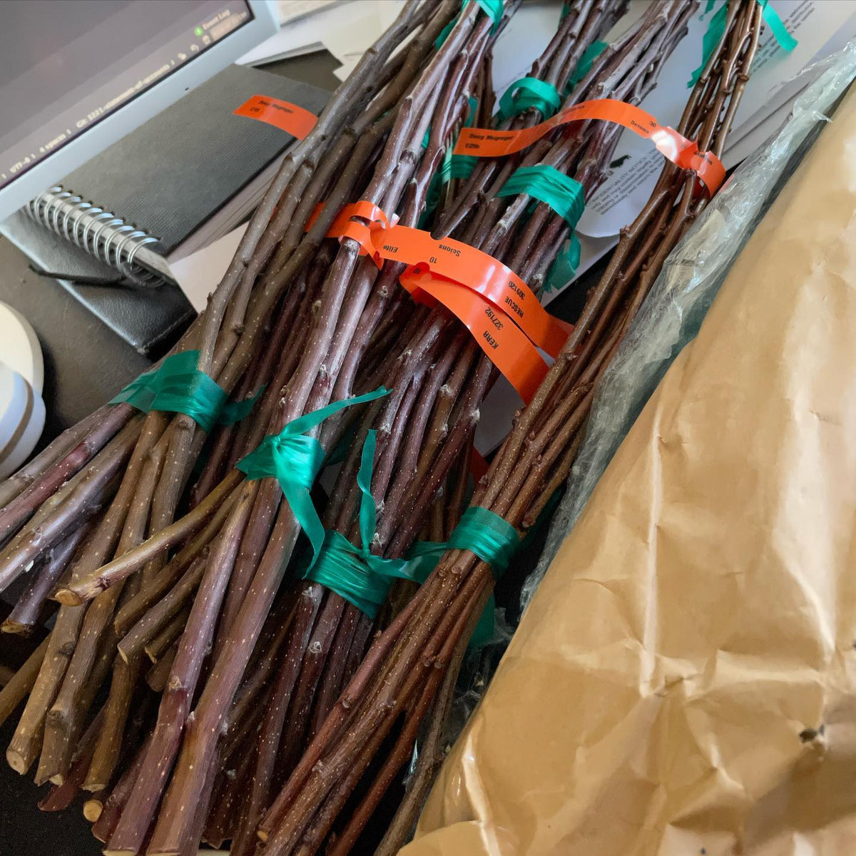scion wood arrived from summerland