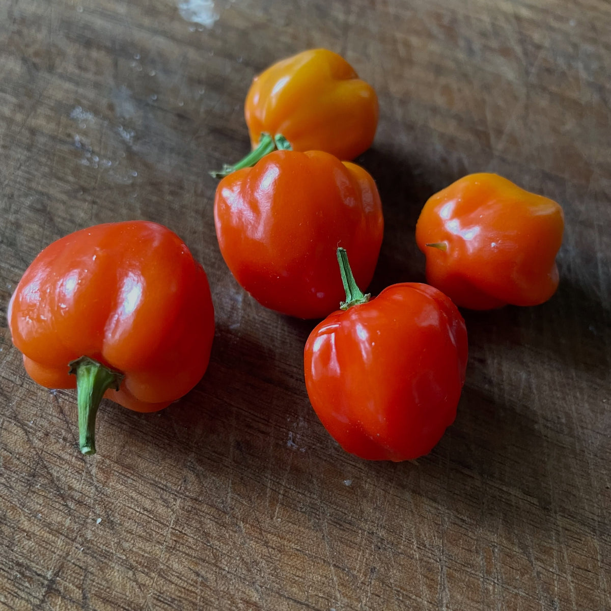 scotch bonnet, brain stinger, monkey face, brown jalapeno, sugar rush, lemon drop, image 1 of 6