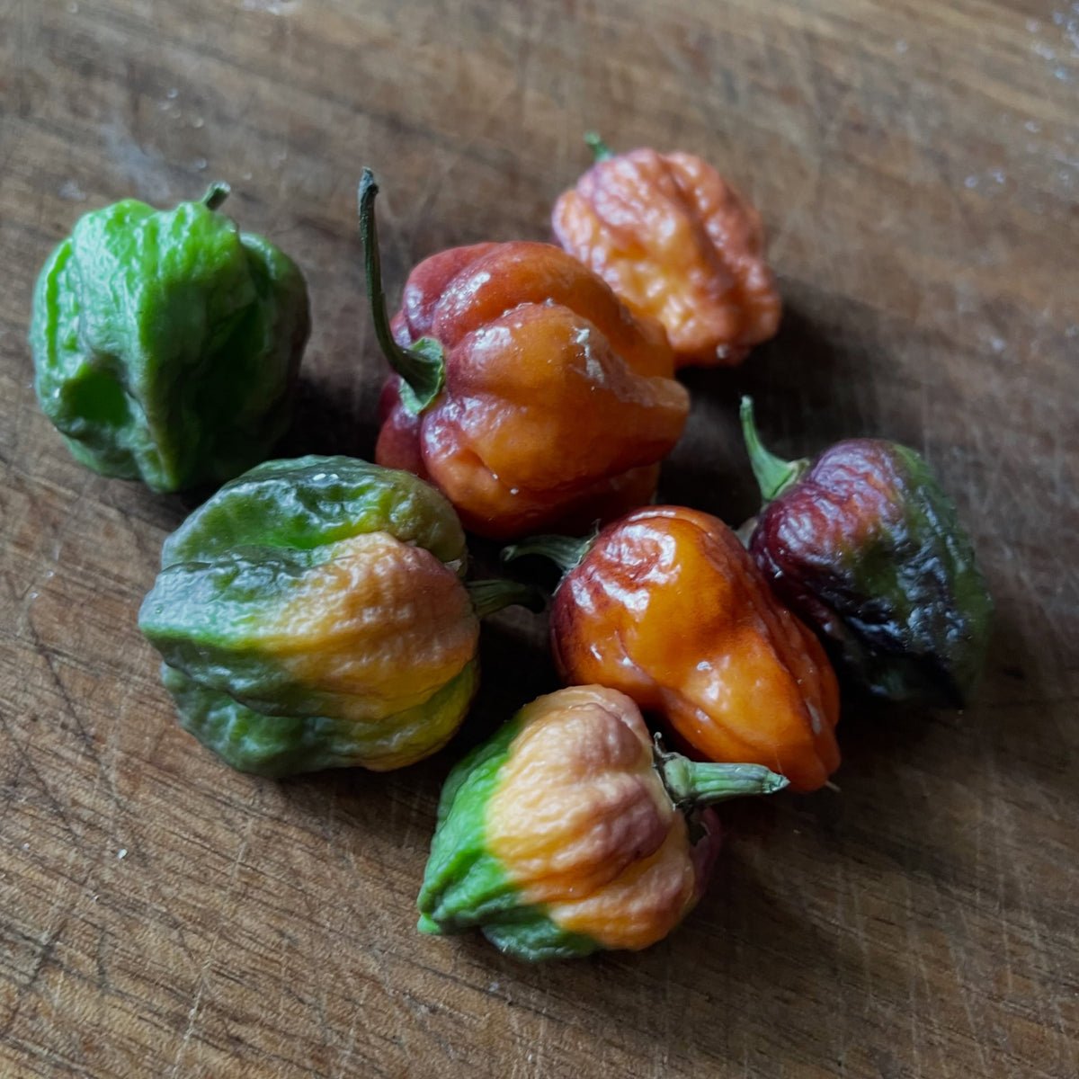 scotch bonnet, brain stinger, monkey face, brown jalapeno, sugar rush, lemon drop, image 2 of 6