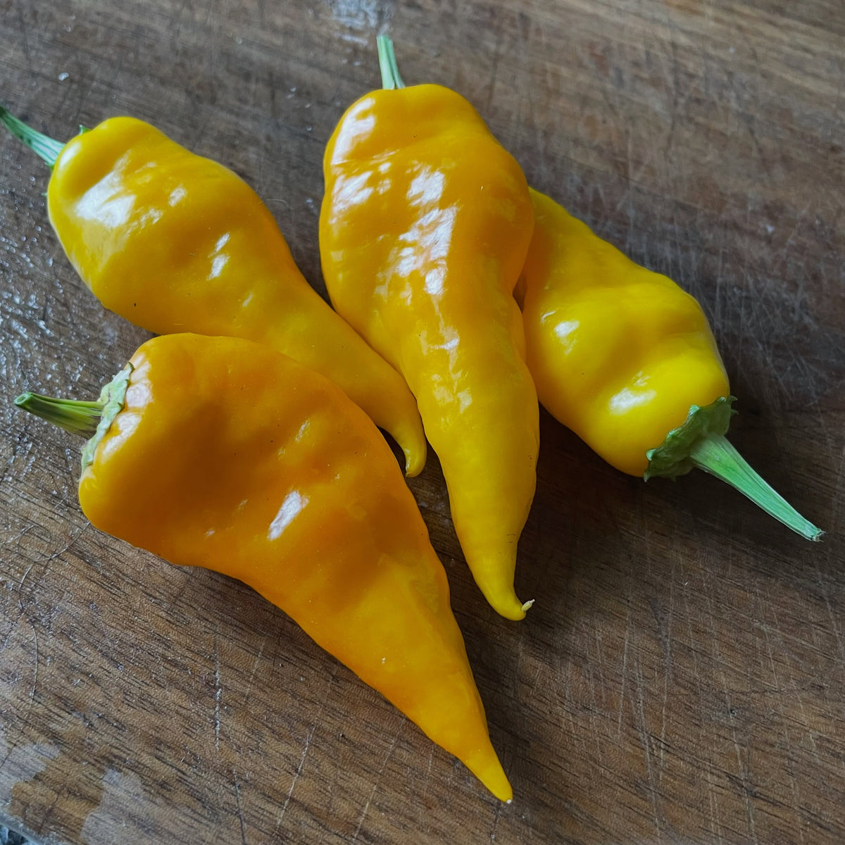 scotch bonnet, brain stinger, monkey face, brown jalapeno, sugar rush, lemon drop, image 3 of 6