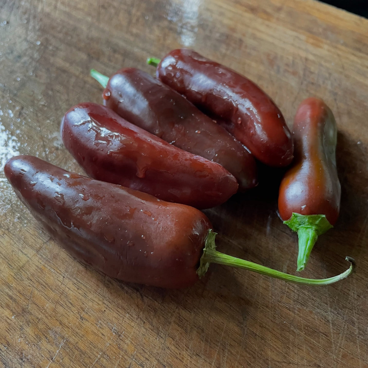 scotch bonnet, brain stinger, monkey face, brown jalapeno, sugar rush, lemon drop, image 4 of 6