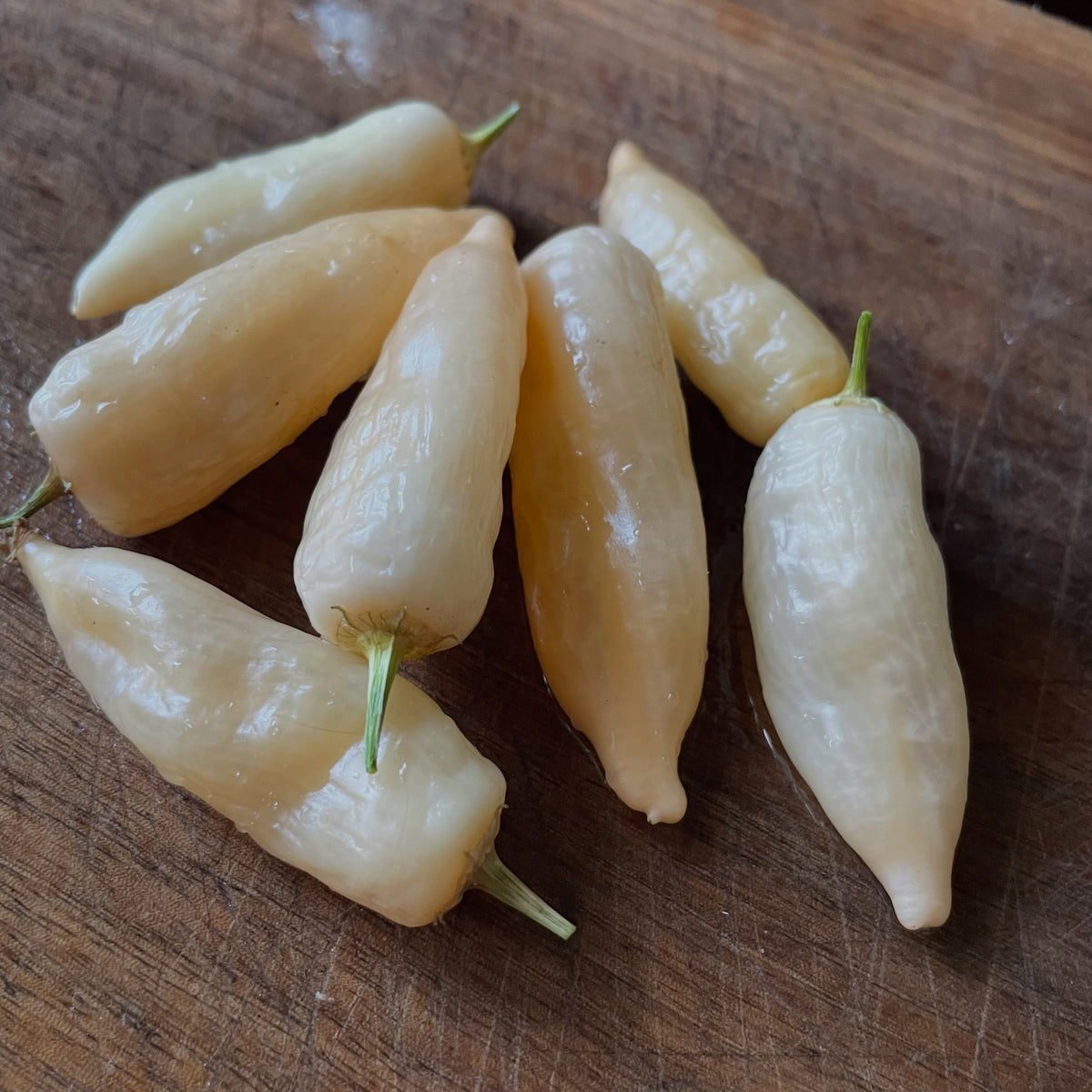 scotch bonnet, brain stinger, monkey face, brown jalapeno, sugar rush, lemon drop, image 5 of 6