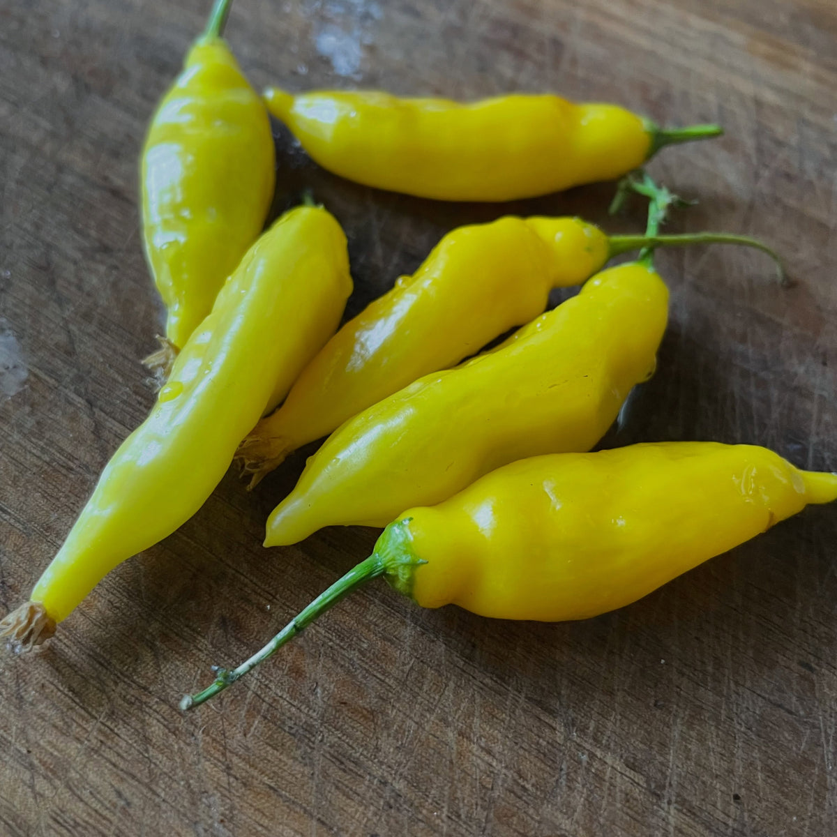 scotch bonnet, brain stinger, monkey face, brown jalapeno, sugar rush, lemon drop, image 6 of 6