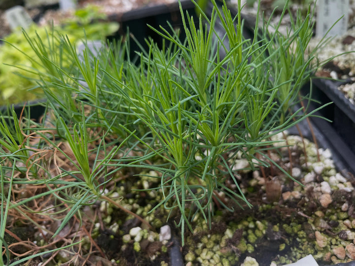 scots pine, directly seeded from stored seed (no special conditioning / stratification needed) here at 8 weeks old